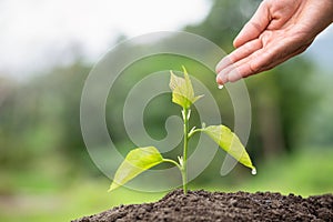 Small trees are growing, hands to care for and watering. Concept of environmental conservation and global warming reduction