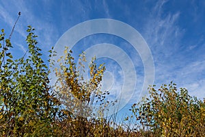 Small trees with leaves of green and golden yellow just beginning to turn, early autumn fall foliage