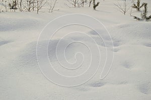 Small trees sticking out from under the snow, copy space, natural background