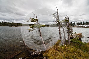 Small trees struggle to survive in a harsh climate near a mountain lake.