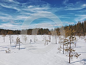 Small trees and sun in winterly Swedish Lapland photo