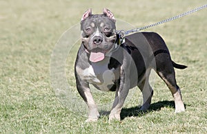 Small tri-color pocket pitbull