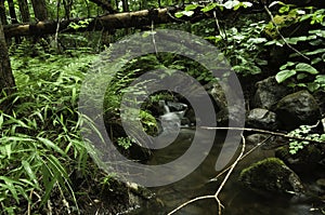 Small tributary stream photo