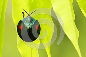 Small tropical beetle