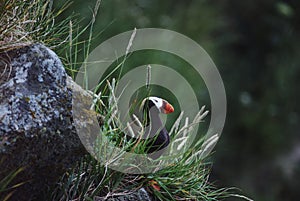 Small tropical bird