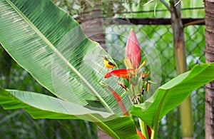 Small tropical bird on banana flower. Olive-back sunbird male on exotic plant.