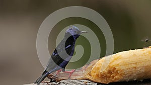 Small tropical bird in a rainforest, red-legged honeycreeper