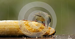 Small tropical birds in a rainforest, red-legged honeycreeper