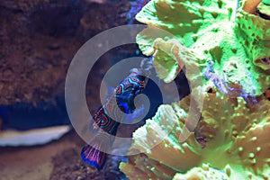 Small tropical fish Mandarinfish