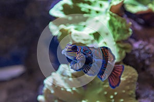 Small tropical fish Mandarinfish