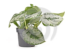 Small tropical `Scindapsus Pictus Exotica` or `Satin Pothos` houseplant with large silver leaves with velvet texture