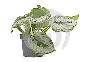 Small tropical `Scindapsus Pictus Exotica` or `Satin Pothos` houseplant with large silver leaves with velvet texture photo
