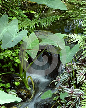 Small tropical stream