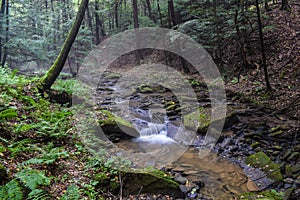 A small trout stream in the Appalachian Mountains.