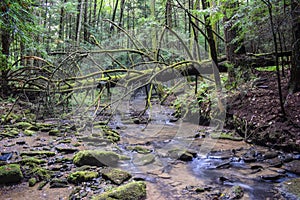 A small trout stream in the Appalachian Mountains.