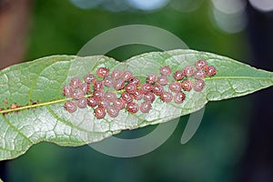 Small true bugs on leaf