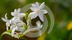 A small Tuberose captured in details