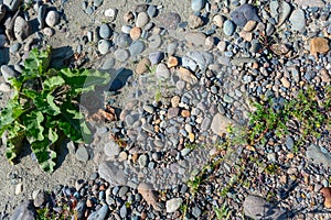 A small tuft of grass grows in the rocks on the sand