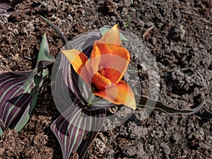 Small tulip \'Love Song\' with mottled, grey-green leaves and in early-spring, single, orange red flowers