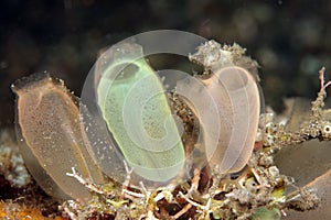 Small tunicates