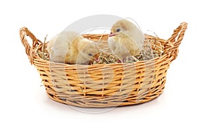 Small turkey poults in basket