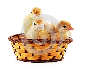 Small turkey poults in basket