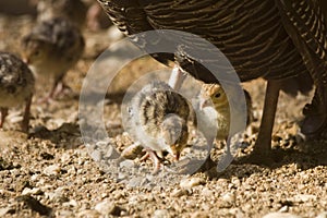 Small turkeys photo