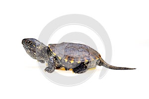 Small turtle