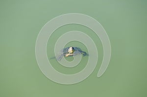 Small turtle