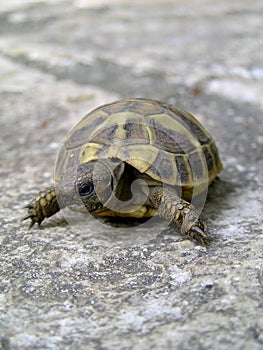 Small turtle