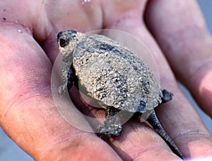 Small turtle baby vet rare animals