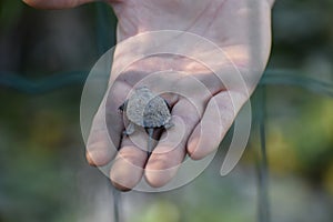 Small turtle baby vet rare animals photo