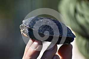 Small turtle baby vet rare animals photo