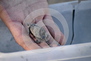 small turtle baby vet rare animals photo