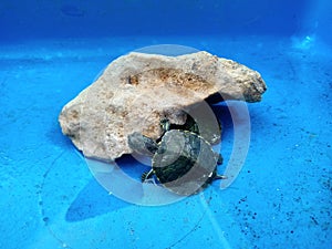 A small turtle in a container looks like it wants to climb onto a rock?