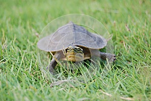 Small turtle in grass