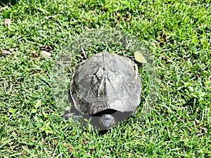 small turtle on the grass in the park