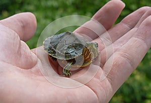 Small turtle on a hand with leaves on the background