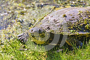 Small Turtle High Angle, Flores, Uruguay