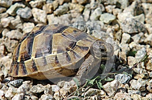 Small turtle