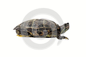 The small turtle isolated on white background.