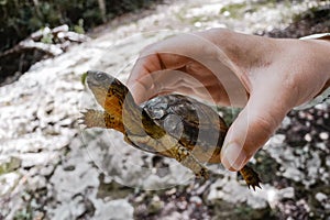 A small turtle lives nears the mayan ruins on coast of Cozumel.