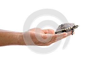 Small turtle in people hand. Studio shot isolated on white