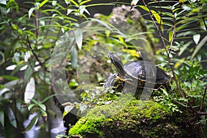 Small turtle on a rock in China