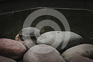 Small turtle on rocks in a green water pond