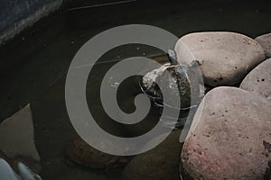 Small turtle on rocks in a green water pond