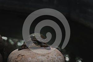 Small turtle on rocks in a green water pond