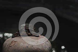 Small turtle on rocks in a green water pond