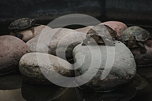 Small turtle on rocks in a green water pond