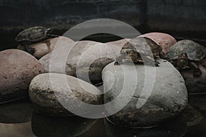 Small turtle on rocks in a green water pond